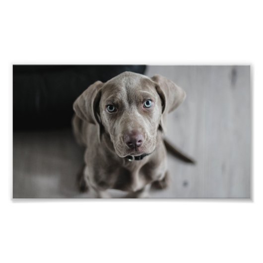 Welmaraner-Welpe Fotodruck (Vorne)