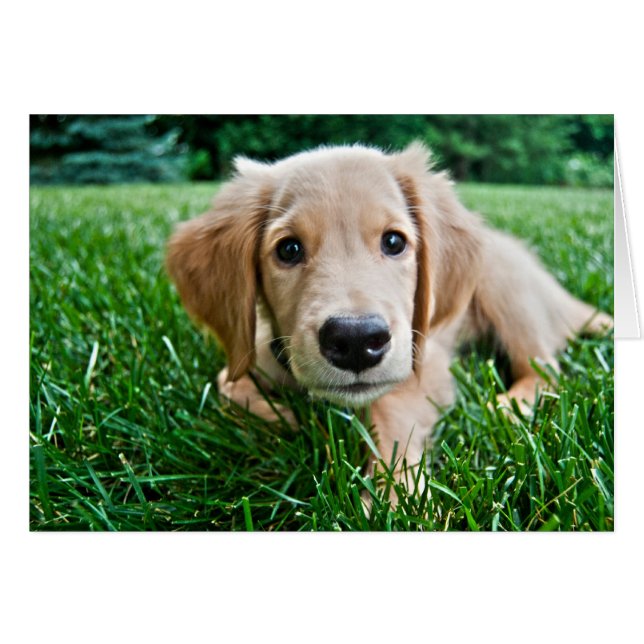 Welpe (Vorderseite (Horizontal))