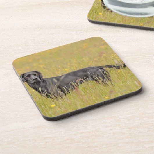 Welpe 16 Monate Getränkeuntersetzer (Linke Seite)