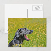 Welpe, 16 Monate Postkarte (Vorne/Hinten)