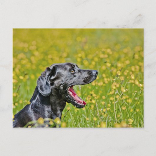 Welpe, 16 Monate Postkarte (Vorderseite)