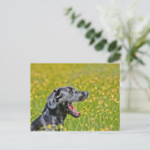 Welpe, 16 Monate Postkarte (Stehend Vorderseite)