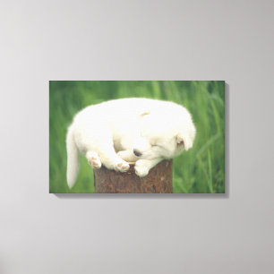 Welpe 2 leinwanddruck