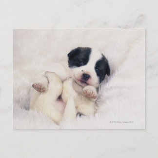 Welpe 2 postkarte