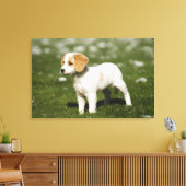 Welpe 3 leinwanddruck (Insitu (Wohnzimmer))