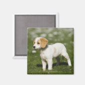 Welpe 3 magnet (Vorderseite/Rückseite)