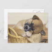 Welpe 3 postkarte (Vorne/Hinten)