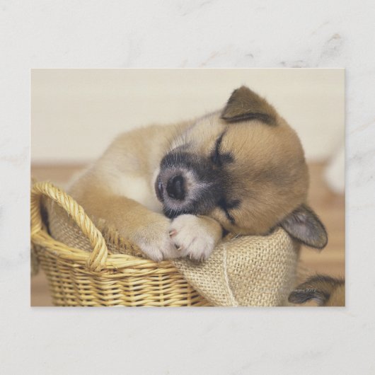 Welpe 3 postkarte (Vorderseite)