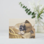 Welpe 3 postkarte (Stehend Vorderseite)