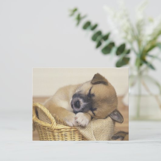 Welpe 3 postkarte (Stehend Vorderseite)