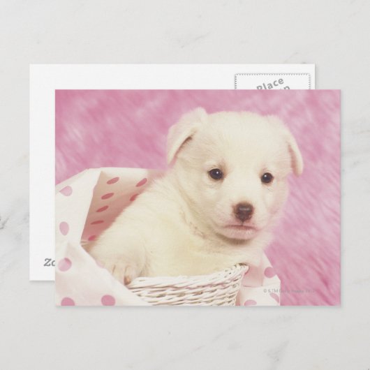 Welpe 5 postkarte (Vorne/Hinten)