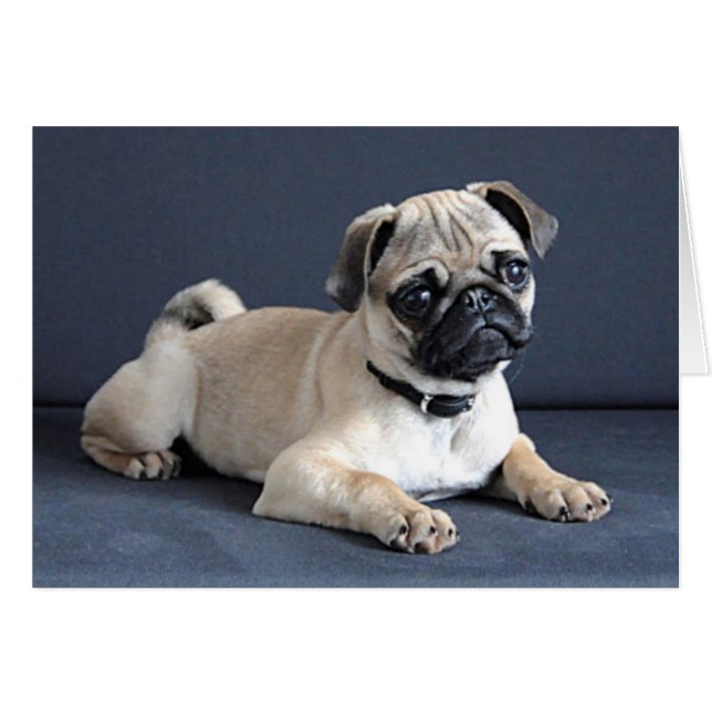 Welpe auf Lounge Couch (Vorderseite (Horizontal))