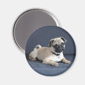 Welpe auf Lounge Couch Magnet (Vorderseite/Rückseite)