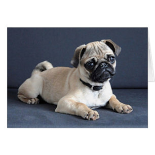 Welpe auf Lounging Couch