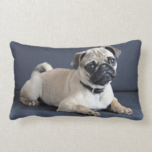 Welpe auf Lounging Couch Lendenkissen