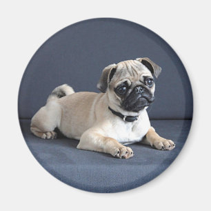Welpe auf Lounging Couch Magnet