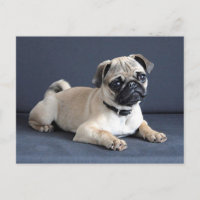 Welpe auf Lounging Couch