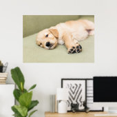 Welpe auf Sofa liegen Poster (Heimbüro)