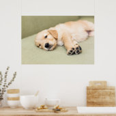 Welpe auf Sofa liegen Poster (Küche)