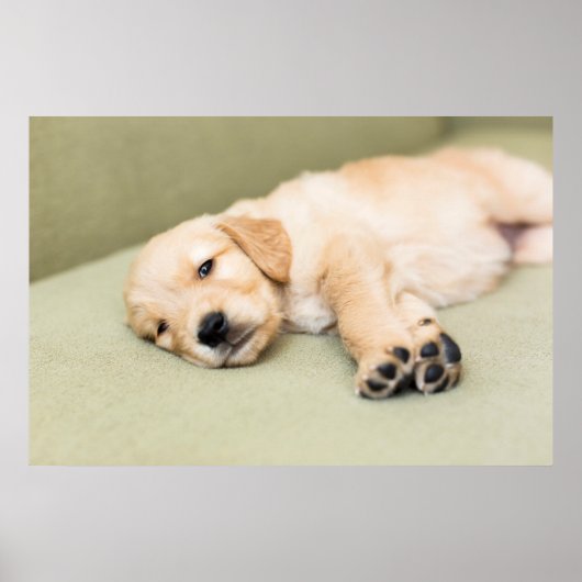 Welpe auf Sofa liegen Poster (Vorne)