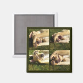 Welpe ausblenden magnet (Vorderseite/Rückseite)