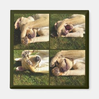 Welpe ausblenden magnet