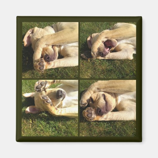 Welpe ausblenden magnet (Vorne)