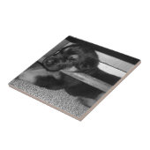 Welpe Black&White Fliese (Seite)