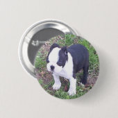 Welpe Bostons Terrier Button (Vorne & Hinten)