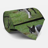 Welpe Bostons Terrier Krawatte (Gerollt)
