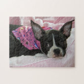 Welpe Bostons Terrier Puzzle (Horizontal)