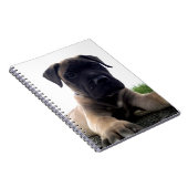 Welpe Bullmastiff Notizblock (Rechte Seite)