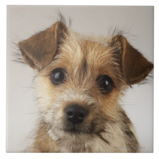 Welpe (Canis familiaris) Fliese (Vorderseite)