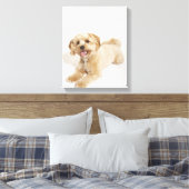 Welpe (Canis familiaris) Leinwanddruck (Insitu (Schlafzimmer))