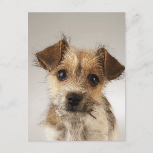 Welpe (Canis familiaris) Postkarte (Vorderseite)
