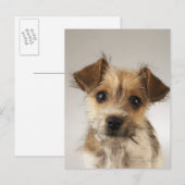 Welpe (Canis familiaris) Postkarte (Vorne/Hinten)