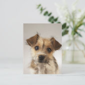 Welpe (Canis familiaris) Postkarte (Stehend Vorderseite)