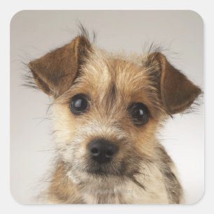 Welpe (Canis familiaris) Quadratischer Aufkleber