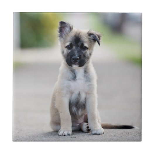 Welpe der deutschen Hirten auf dem Fußweg Fliese (Vorderseite)