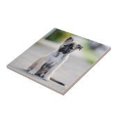 Welpe der deutschen Hirten auf dem Fußweg Fliese (Seite)