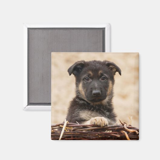 Welpe der deutschen Schäferhirte im Korb Magnet (Vorderseite/Rückseite)