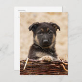 Welpe der deutschen Schäferhirte im Korb Postkarte (Vorne/Hinten)