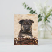 Welpe der deutschen Schäferhirte im Korb Postkarte (Stehend Vorderseite)
