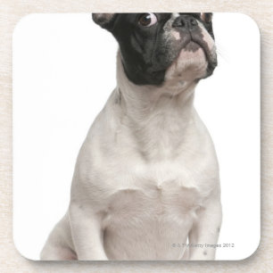 Welpe der französischen Bulldogge (5 Monate alte) Getränkeuntersetzer