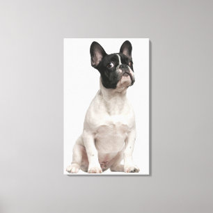 Welpe der französischen Bulldogge (5 Monate alte) Leinwanddruck
