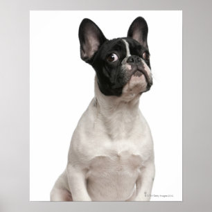 Welpe der französischen Bulldogge (5 Monate alte) Poster