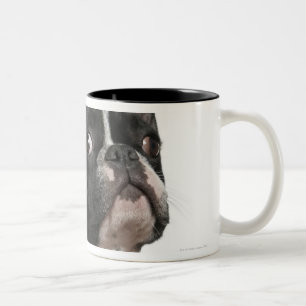 Welpe der französischen Bulldogge (5 Monate alte) Zweifarbige Tasse