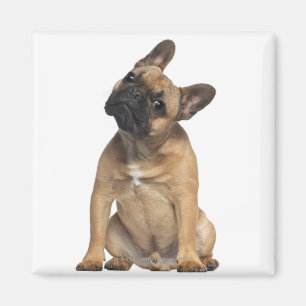 Welpe der französischen Bulldogge (7 Monate alte) Magnet