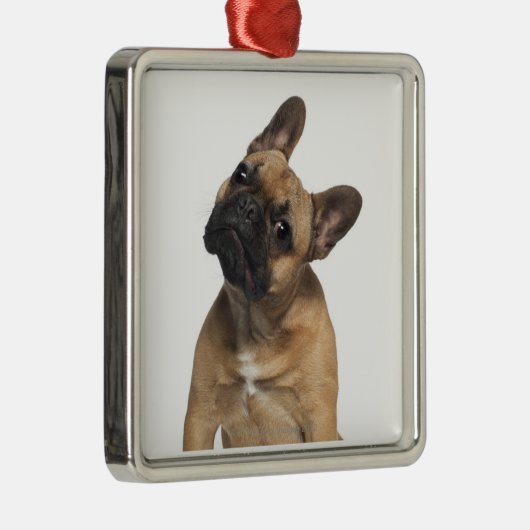 Welpe der französischen Bulldogge (7 Monate alte) Ornament Aus Metall (Rechts)
