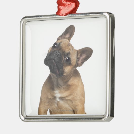 Welpe der französischen Bulldogge (7 Monate alte) Ornament Aus Metall (Links)